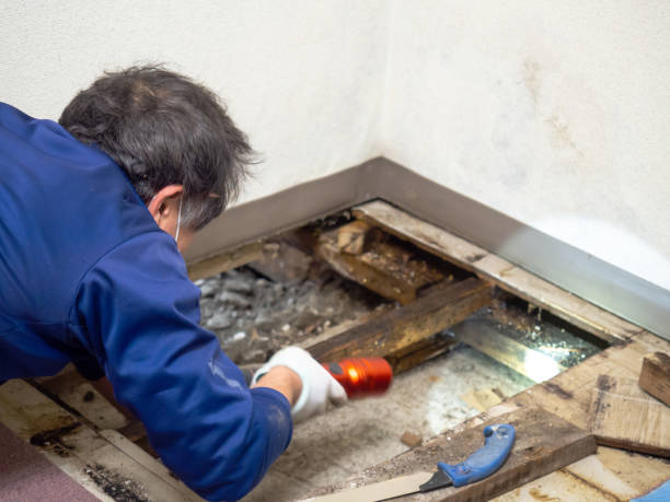 Best DIY Mold Remediation Support Services in Eloy, AZ