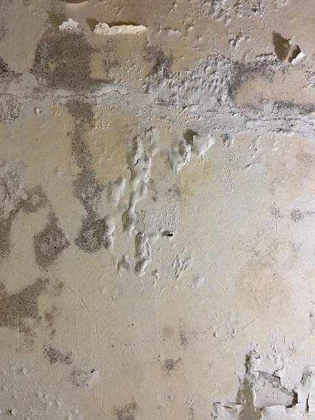 Best Localized Mold Remediation (e.g., coastal areas, humid climates) in Eloy, AZ