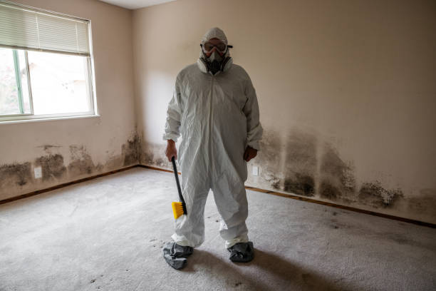 Best Post-Flood Mold Remediation in Eloy, AZ